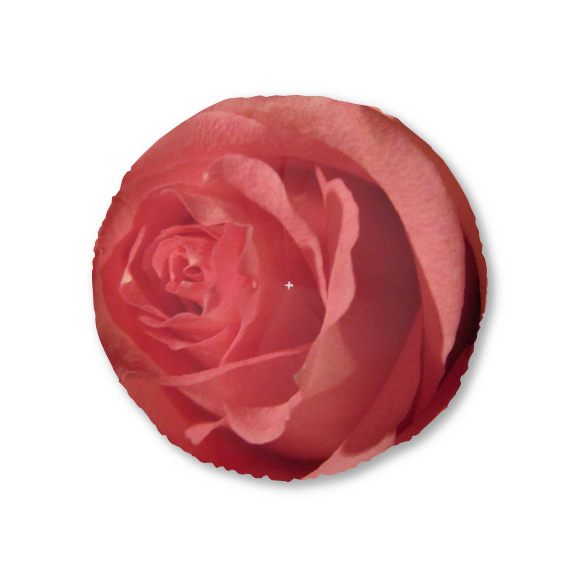 Close-up of a red rose on a white background