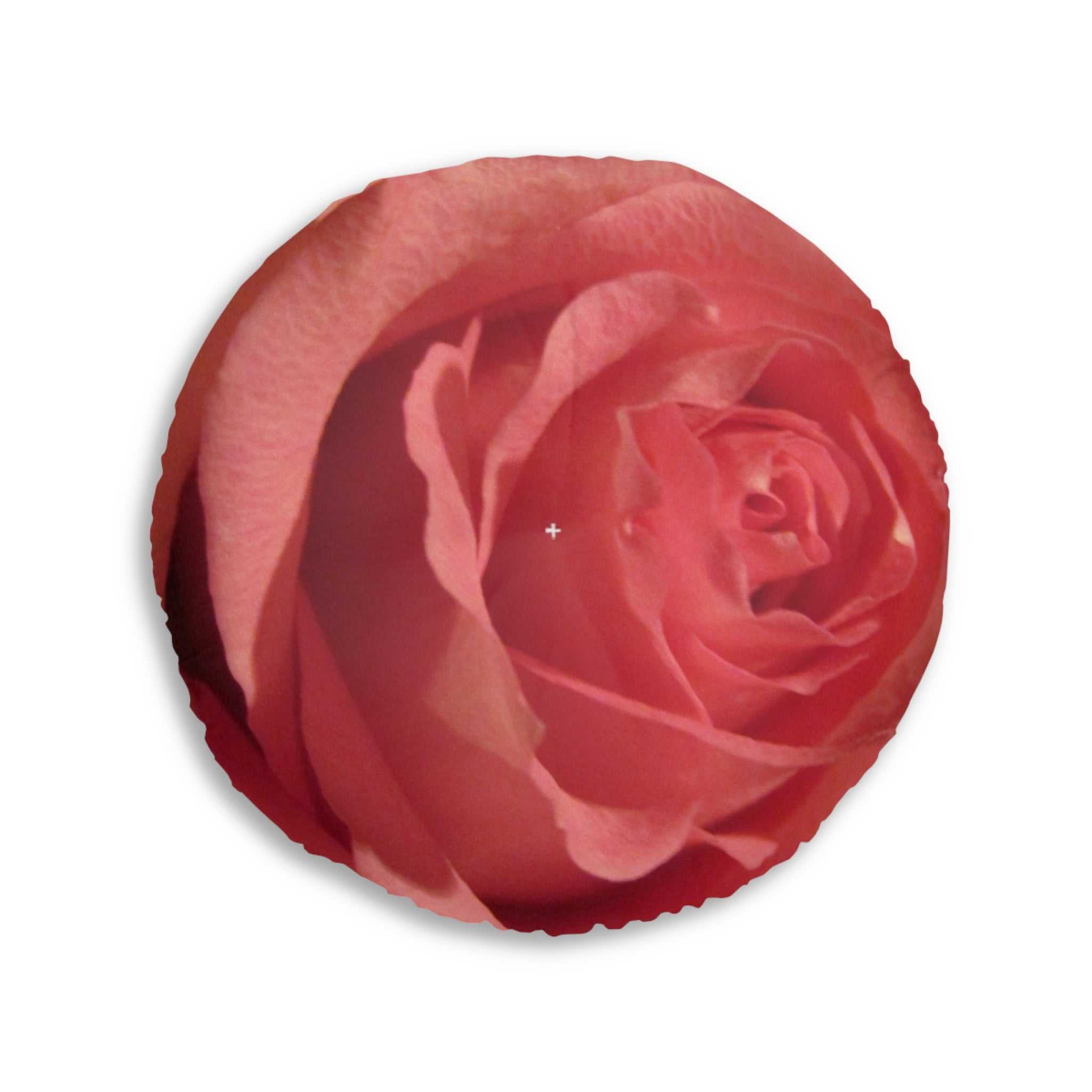 Close-up of a pink rose on a white background