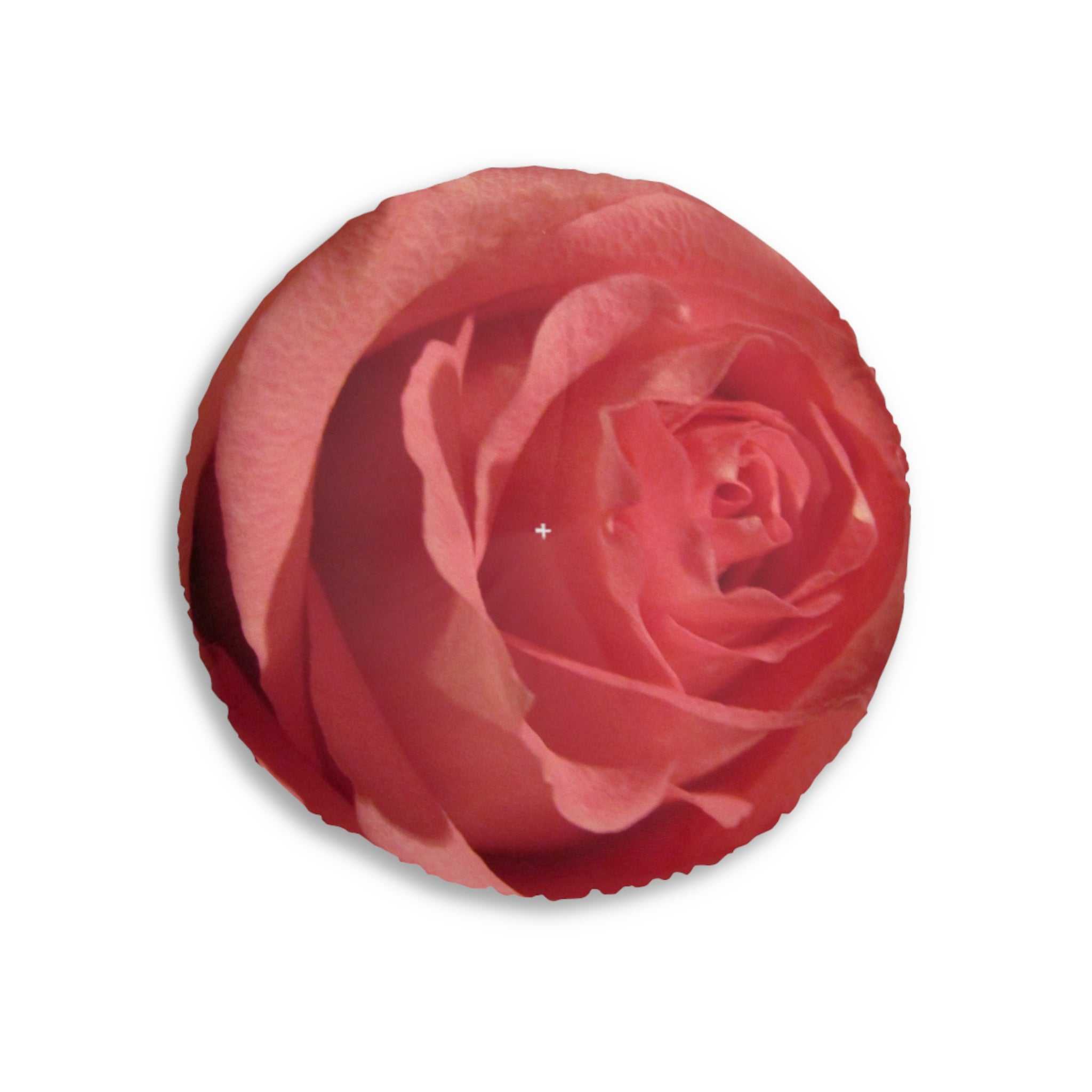 Close-up of a red rose on a white background
