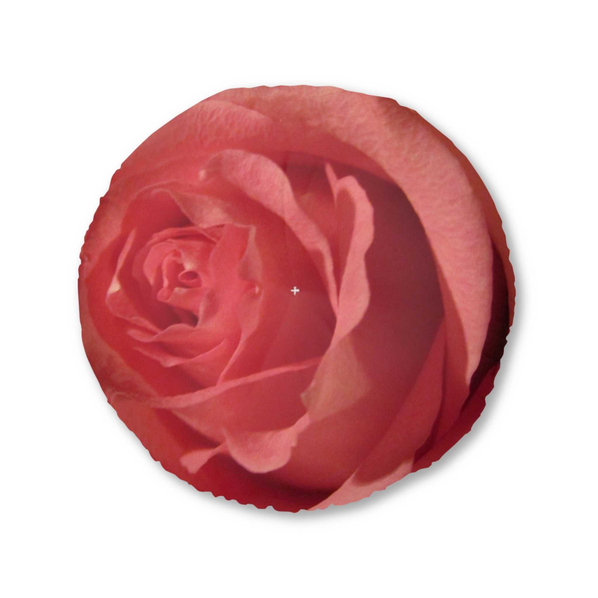 Close-up of a red rose on a white background